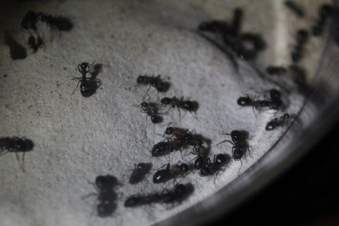 Camponotus Novaeboracansis April 20 2017  (5)