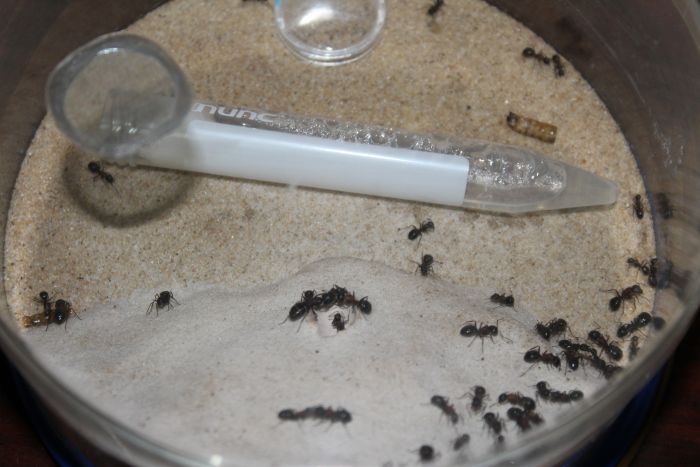 Camponotus Novaeboracansis April 20 2017  (2)