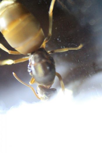 Lasius neoniger Feb 10 2017 (1)