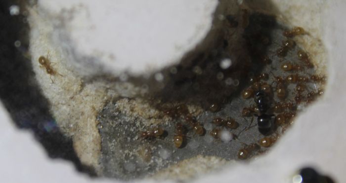 Lasius umbraus june 13 2017