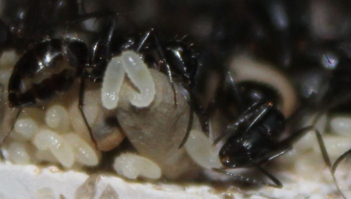 Camponotus pennsylvanicus May 22 2017 (2)