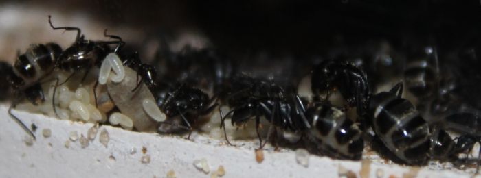 Camponotus pennsylvanicus May 22 2017 (1)