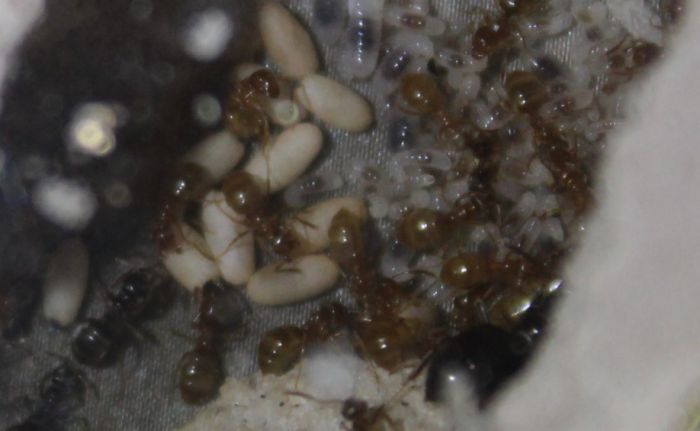 Lasius umbratus April 20 2017 (2)