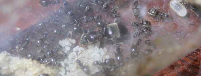 Lasius alienus June 13 2017