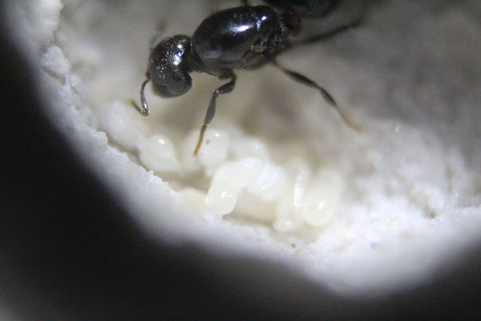 Crematogaster cerasi THA Atom Feb 10 2017 (1)