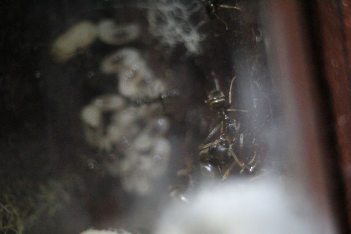 LAsius alienus Feb 10 2017 (2)