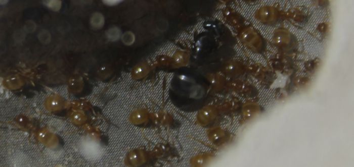 Lasius umbraus june 13 2017 #2