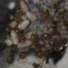 Lasius umbratus April 20 2017 (2)