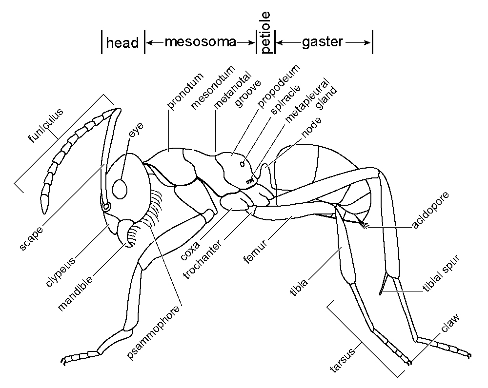 GlossaryAntFormicine