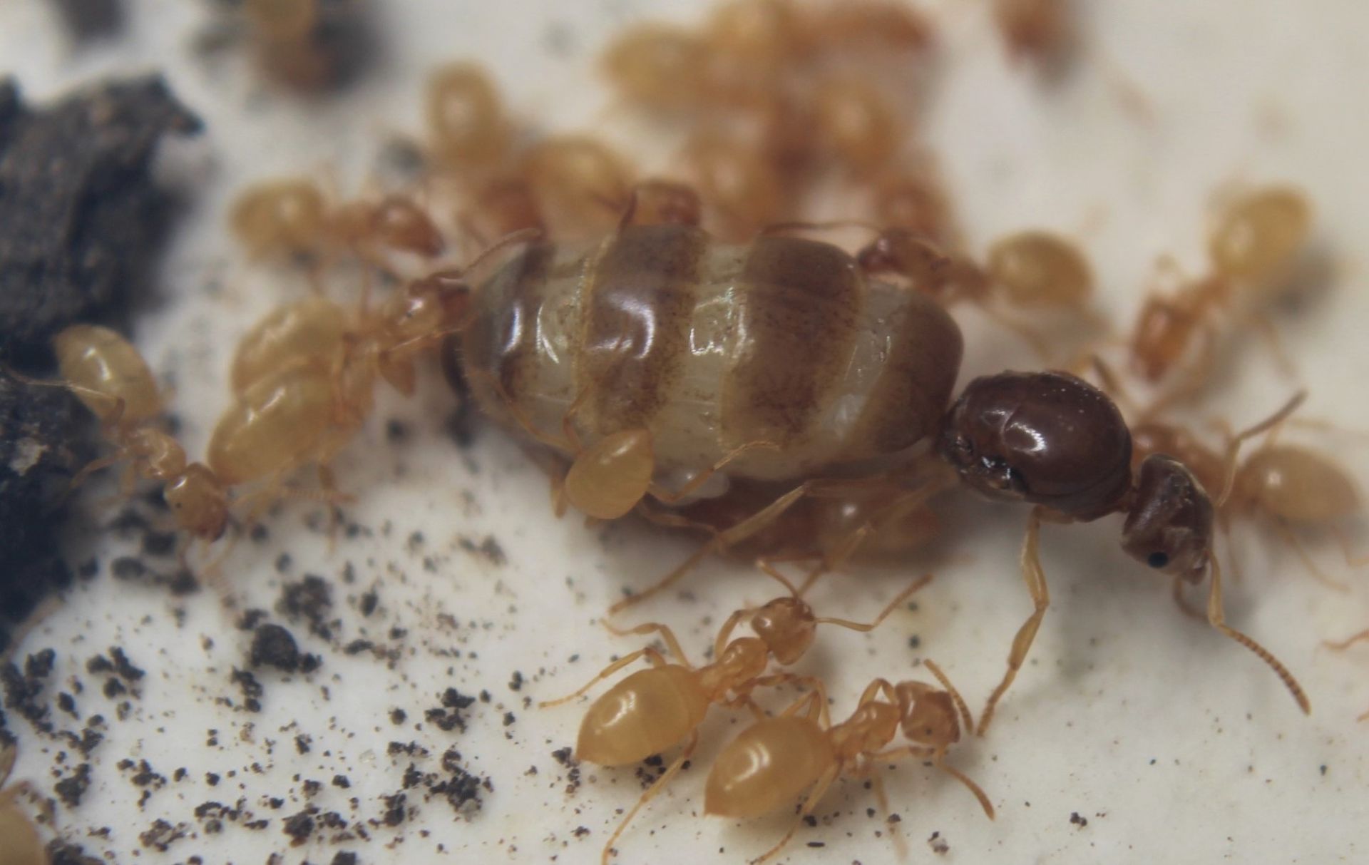 Lasius nearcticus