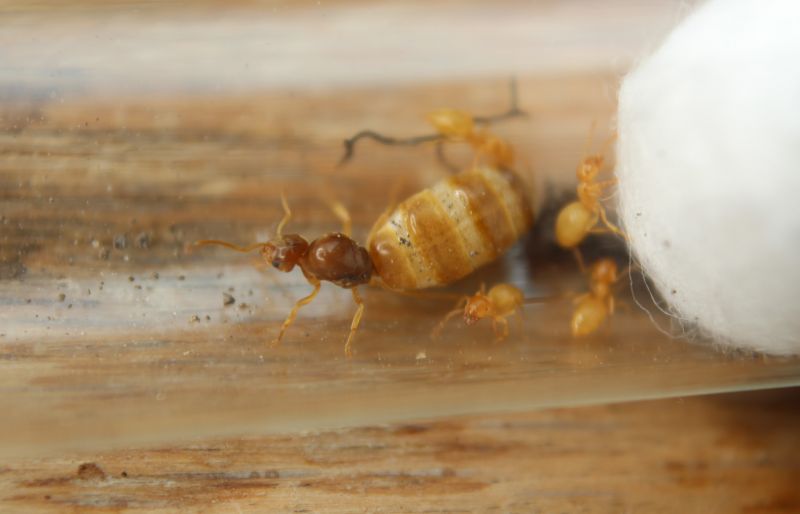 Lasius nearcticus