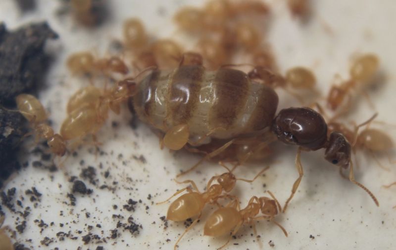 Lasius nearcticus