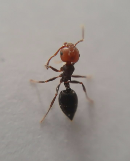 crematogaster scutellaris