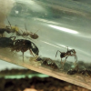 Camponotus rufipes I