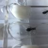 camponotus pennsylvanicus queen