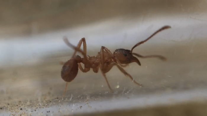 Trachymyrmex septentrionalis