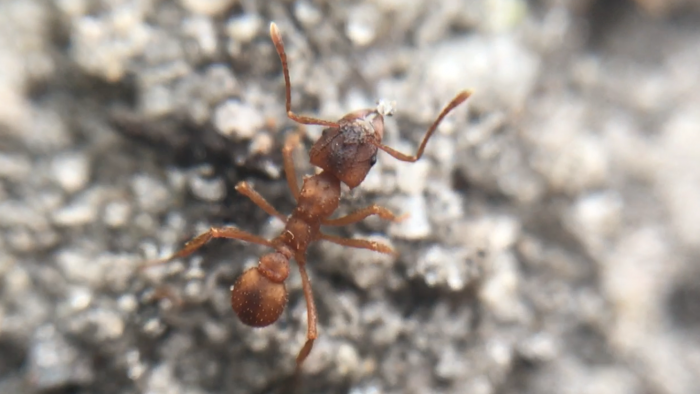 Trachymyrmex septentrionalis