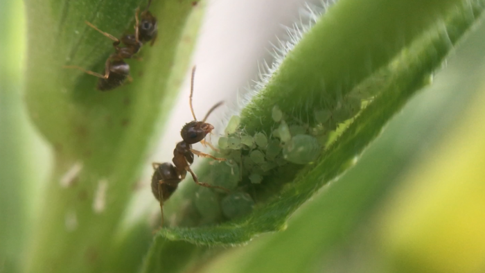 Lasius neoniger tending aphids