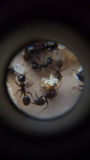 Messor barbarus ant eating bread 3