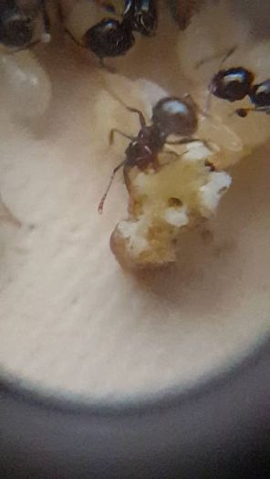 Messor barbarus ant eating bread