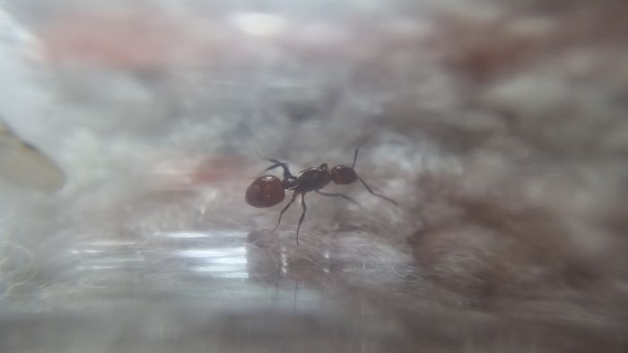 Aphaenogaster ID 2