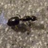 Crematogaster? 9-5-17 (3)