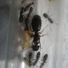 Camponotus novaeboracensis 1 P3