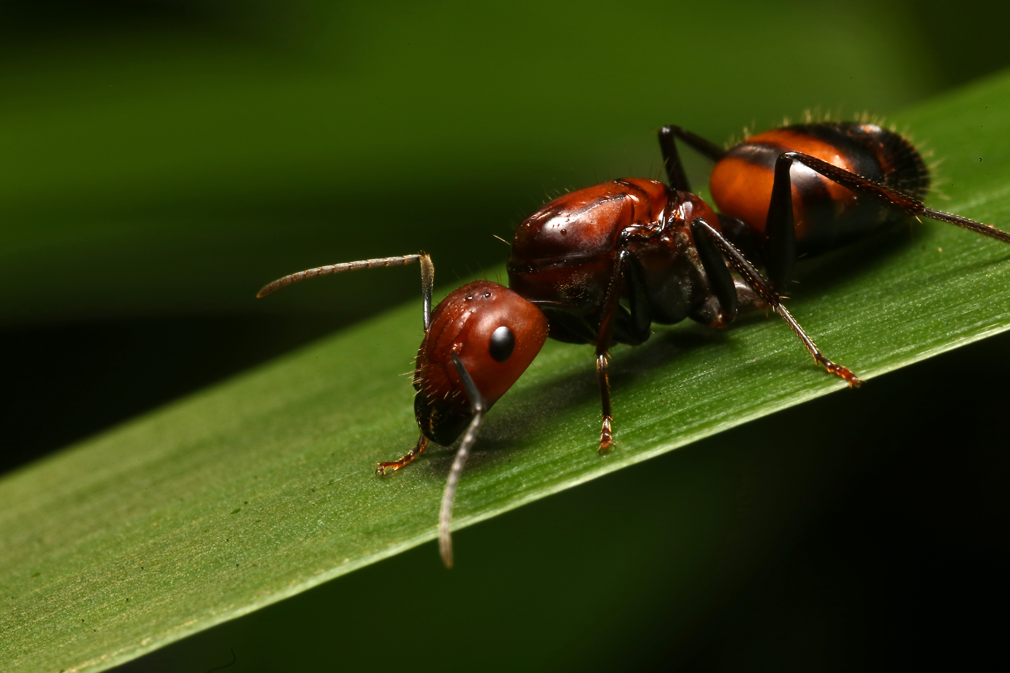 GOCAMPONOTUS's Photo