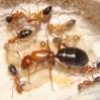 Are Azteca ants rare? - last post by Aaron567