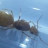 [video] Question... How much weight can a green ant lift? Find out... - last post by Gregory2455