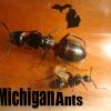 Looking for advice with some young C. pennsylvanicus colonies - last post by MichiganAnts