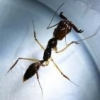 Ants escaping? - last post by Alabama Anter