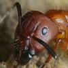 Queen Ant Falling Over - last post by AntswerMe