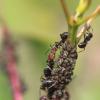 AnthonyP163's Wisconsin Ant Adoption - last post by AnthonyP163