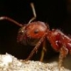 Founding Queen Ant Stress - last post by MrPurpleB
