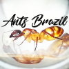 What are these ants doing? - last post by AntsBrazil