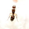 Endosymbiont Bacterium of Camponotus affected by heat - last post by Bracchymyrmex