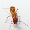 Camponotus chromaiodes humidity and specifics? - last post by akaant