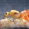 Camponotus Diet - last post by nurbs