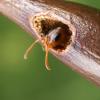 Aphaenogaster and myrmica - last post by kellakk