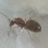 Ants not eatting and very inactive - last post by Aquaexploder