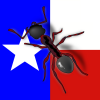 Stubborn Camponotus - last post by Ants_Texas