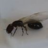 Where to find Crematogaster queens? - last post by skocko76