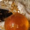 Camponotus Modoc Hibernation Questions - last post by YsTheAnt