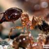 Books/documentary about ant... - last post by kalimant