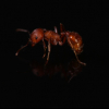 Camponotus Pennsylvanicus - last post by Ants4fun