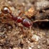 Can you keep ants without feeding them insects? - last post by ZllGGY