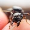 Jordan's Camponotus maritimus Journal - last post by sirjordanncurtis