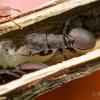 Camponotus Subbarbatus - last post by VenomousBeast