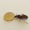 What was the first ant queen you ever caught? - last post by kgollehon